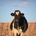 A black and white cow stands in a sorghum field, looking straight at the camera.